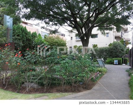 Silk tree garden in Shinagawa ward (silk tree and rose "Princess Michiko") Silk tree garden in Shinagawa ward (silk tree and rose "Princess Michiko") 134443885