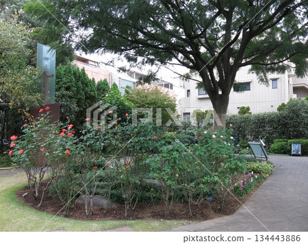 品川區的絹樹花園（絹樹與玫瑰「美智子公主」） 134443886