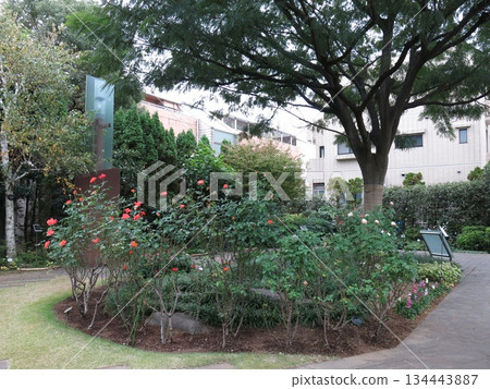 Silk tree garden in Shinagawa ward (silk tree and rose "Princess Michiko") Silk tree garden in Shinagawa ward (silk tree and rose "Princess Michiko") 134443887