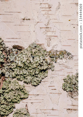 Birch tree close-up. Birch bark texture. Parasite, lichen, on the tree bark. 134444069