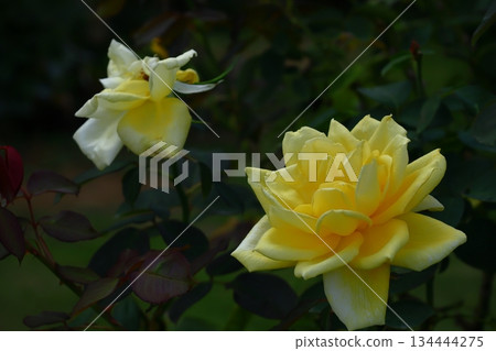 Queen of flowers 134444275