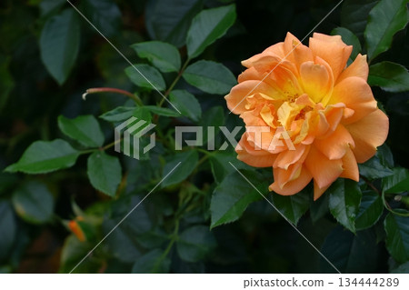 Queen of flowers Queen of flowers 134444289