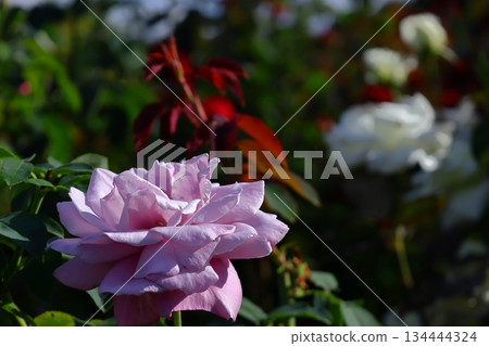 花的女王 花的女王 134444324