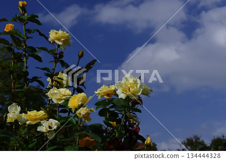 Queen of flowers Queen of flowers 134444328