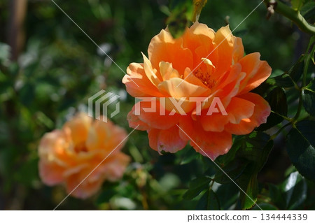 花的女王 花的女王 134444339