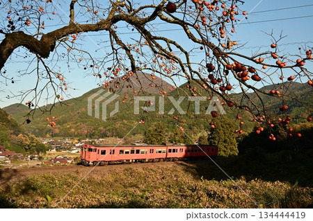 秋日景觀：塗裝成太郎湖色的Kiha 40型柴油動車組行駛在津和野盆地中 134444419