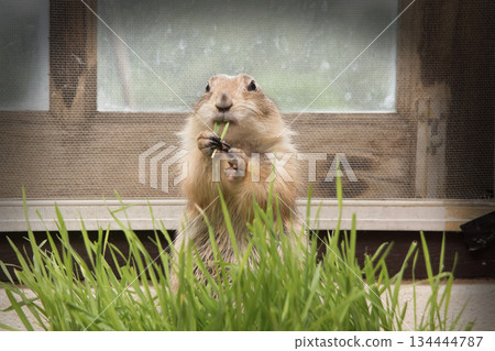 A prairie dogs is eating grass in the enclosure. A prairie dogs is eating grass in the enclosure. 134444787