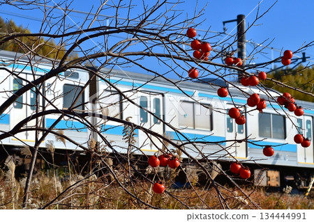 Railway train JR Nara Line persimmon ripening tree winter 205 series fruit persimmon 134444991