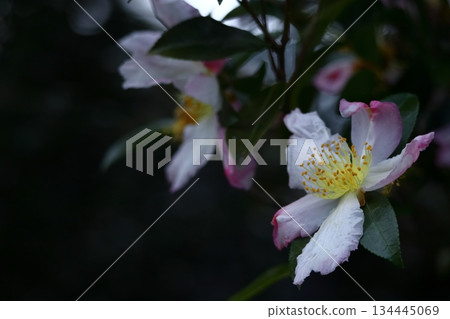 Blooming in the cold 134445069