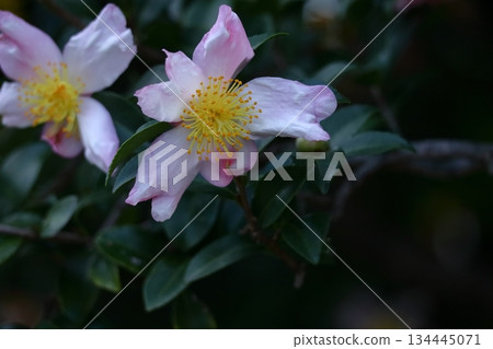 Blooming in the cold 134445071