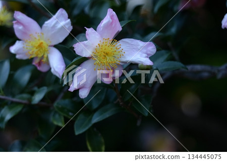 Blooming in the cold 134445075