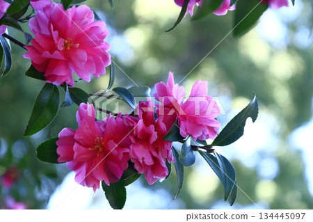 Blooming in the cold 134445097