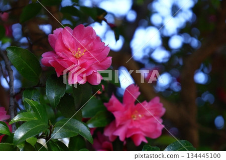 Blooming in the cold 134445100