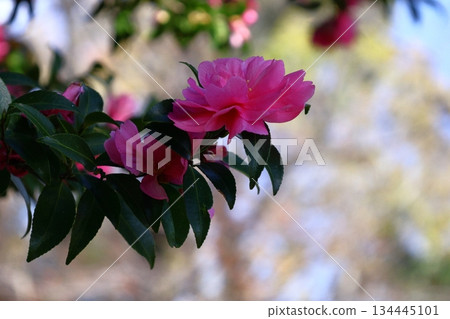 Blooming in the cold 134445101