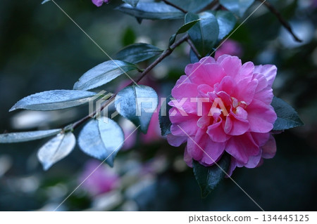 Blooming in the cold 134445125