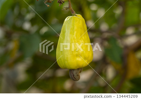 Close up of yellow cashew fruit on tree in the garden Close up of yellow cashew fruit on tree in the garden 134445209