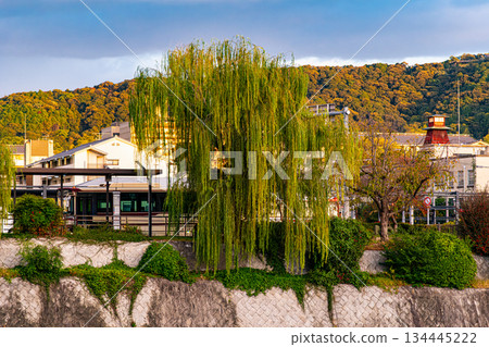 京都三條鴨川的柳樹 134445222