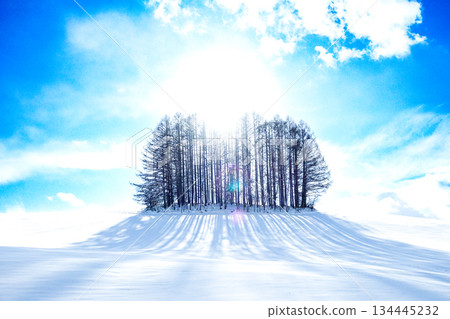 冬日陽光灑在北海道美瑛市的七丘上。 134445232