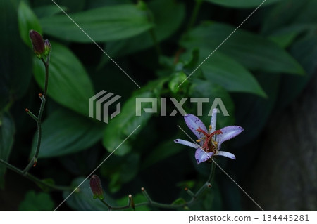 A dignified and elegant flower A dignified and elegant flower 134445281