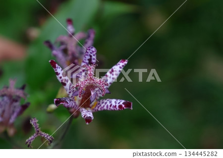 A dignified and elegant flower A dignified and elegant flower 134445282