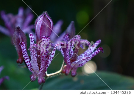 A dignified and elegant flower 134445286