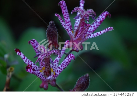 A dignified and elegant flower 134445287