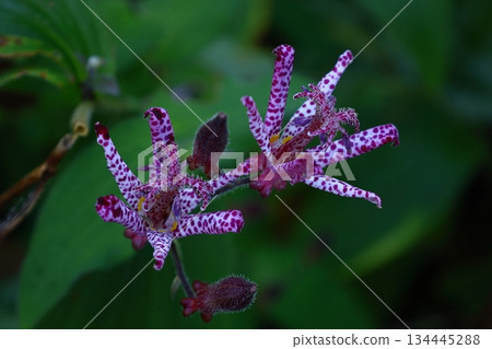 A dignified and elegant flower A dignified and elegant flower 134445288
