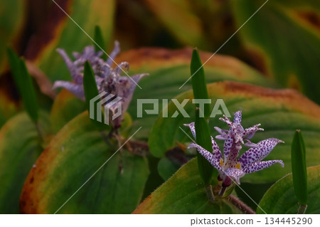 A dignified and elegant flower A dignified and elegant flower 134445290