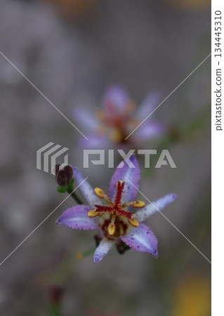 A dignified and elegant flower A dignified and elegant flower 134445310