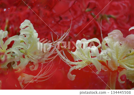 Passion flowers 134445508