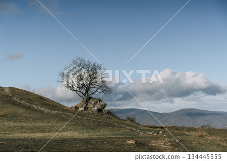 Solitary Leafless Tree on a Rocky Hill under Blue Sky Solitary Leafless Tree on a Rocky Hill under Blue Sky 134445555