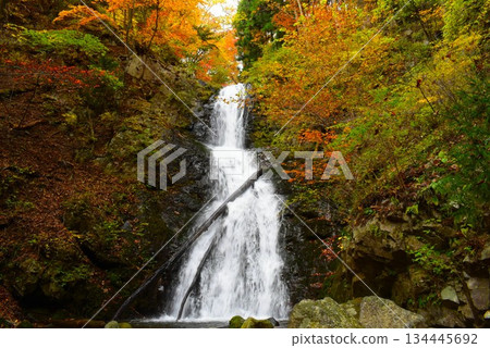 [Nikko City, Tochigi Prefecture] Autumn leaves at Jakko Falls 134445692
