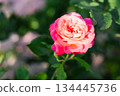 Soft peach pink rose in summer bloom 134445736