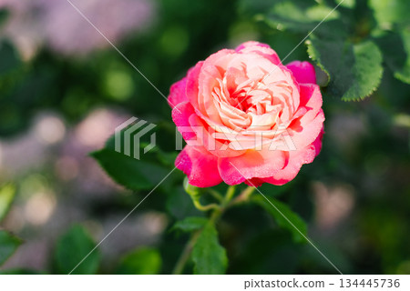 Soft peach pink rose in summer bloom 134445736