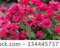 Summer blooming Monarda Bee Happy with vivid petals 134445737