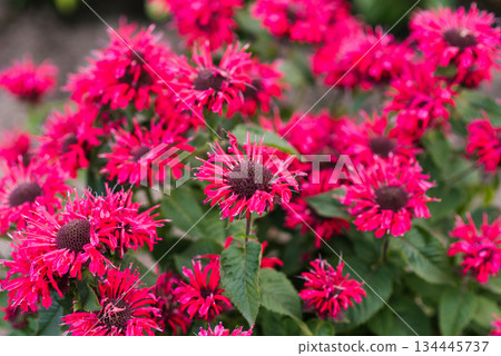 Summer blooming Monarda Bee Happy with vivid petals 134445737