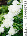 Bright Hydrangea Polar Bear Inflorescence With Petals Detail 134445738