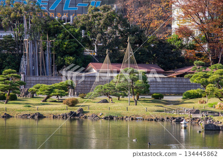 舊芝離宮庭園景色，松樹環繞，池塘上裝飾著雪繩。 134445862