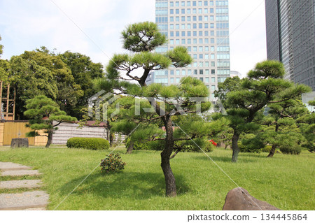 A view of the Kyu-Shiba Rikyu Gardens, with its rows of neatly trimmed pine trees and the skyscrapers of central Tokyo in the background 134445864