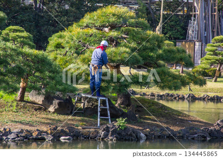 舊芝利休庭園，園丁們正在修剪松樹。 134445865