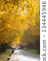 The autumn leaves of the metasequoia trees 134445946
