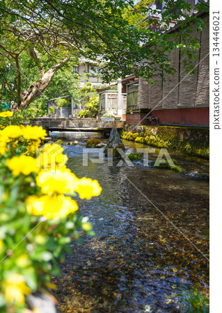 鮫塾的河流和鮮花 134446021