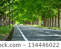 Fresh green Metasequoia trees 134446022