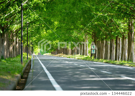 新鮮的綠色水杉樹 134446022