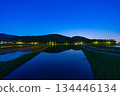 Night view of Metasequoia trees 134446134