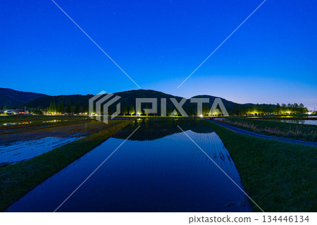 夜景中的水杉樹 夜景中的水杉樹 134446134