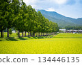 Fresh green Metasequoia trees 134446135