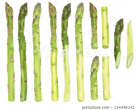 Asparagus illustration set (whole, cut, prepared) Asparagus illustration set (whole, cut, prepared) 134446142