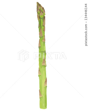 Asparagus illustration (basic colors) Asparagus illustration (basic colors) 134446144