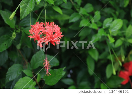 Tropical red bellflower flowers Tropical red bellflower flowers 134446191